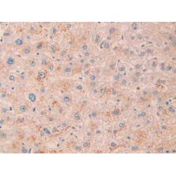 Neprilysin / NEP (MME) Antibody