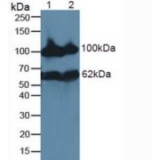 abx100378
