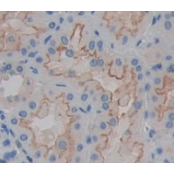 Neprilysin / NEP (MME) Antibody