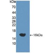 abx100379