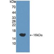 Western blot analysis of recombinant Rat NEP.