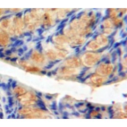 Neurotensin (NT) Antibody