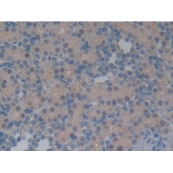 Neurotensin (NT) Antibody