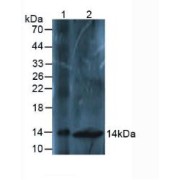 Western blot analysis of (1) Mouse Liver Tissue and (2) Mouse Spinal Cord Tissue.