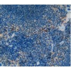 Osteocalcin (BGLAP) Antibody