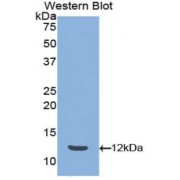 Western blot analysis of recombinant Mouse PYY.