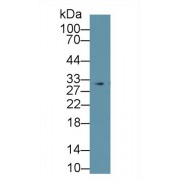 Western blot analysis of Human HeLa cell lysate, using Human PHB Antibody (0.5 µg/ml) and HRP-conjugated Goat Anti-Rabbit antibody (<a href="https://www.abbexa.com/index.php?route=product/search&amp;search=abx400043" target="_blank">abx400043</a>, 0.2 µg/ml).