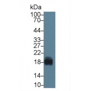 Western blot analysis of Pig Cerebrum lysate, using Pig CD59 Antibody (1 µg/ml) and HRP-conjugated Goat Anti-Rabbit antibody (<a href="https://www.abbexa.com/index.php?route=product/search&amp;search=abx400043" target="_blank">abx400043</a>, 0.2 µg/ml).