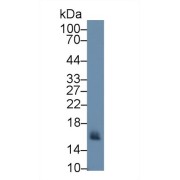 abx100402
