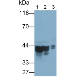 Septin 5 (SEPTIN5) Antibody