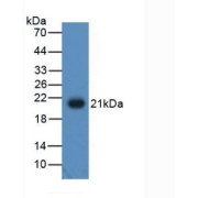 abx100429