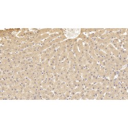 Antithrombin-III (SERPINC1) Antibody