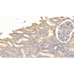 Antithrombin-III (SERPINC1) Antibody