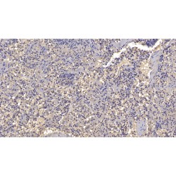 Antithrombin-III (SERPINC1) Antibody