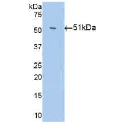Antithrombin-III (SERPINC1) Antibody