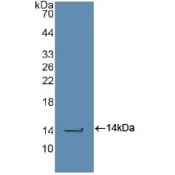 Caspase 2 (CASP2) Antibody