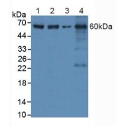 Western blot analysis of (1) Human HeLa cells, (2) Human HepG2 Cells, (3) Mouse RAW2647 Cells and (4) Mouse Spleen Tissue.