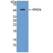 Western blot analysis of recombinant Mouse CAV1.