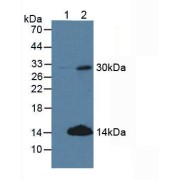 Western blot analysis of (1) Human 293T Cells and (2) Human HeLa cells.