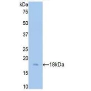 Western blot analysis of recombinant Rat CST3.