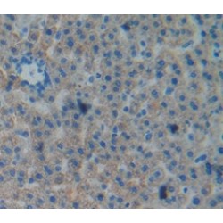 Ephrin A4 (EFNA4) Antibody
