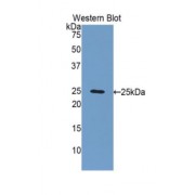 Western blot analysis of recombinant Human FBLN2 Protein.