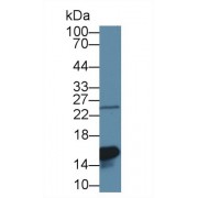 Western blot analysis of Rat Lung lysate, using Rat GAL1 Antibody (1 µg/ml) and HRP-conjugated Goat Anti-Rabbit antibody (<a href="https://www.abbexa.com/index.php?route=product/search&amp;search=abx400043" target="_blank">abx400043</a>, 0.2 µg/ml).