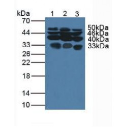 Glypican 1 (GPC1) Antibody