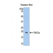 Western blot analysis of recombinant Mouse GPC1 Protein.