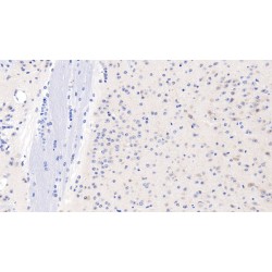 Glypican 1 (GPC1) Antibody