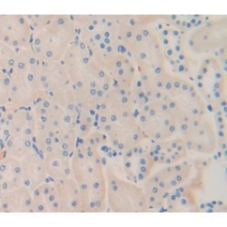 Glypican 4 (GPC4) Antibody