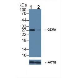Granzyme A (GZMA) Antibody