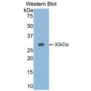 Western blot analysis of recombinant Human GZMK Protein.