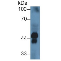 Haptoglobin Alpha Chain (HP) Antibody