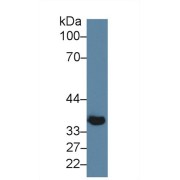 Western blot analysis of Mouse Skeletal muscle lysate, using Mouse KLb Antibody (5 µg/ml) and HRP-conjugated Goat Anti-Rabbit antibody (<a href="https://www.abbexa.com/index.php?route=product/search&amp;search=abx400043" target="_blank">abx400043</a>, 0.2 µg/ml).