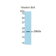 Western blot analysis of the recombinant protein.