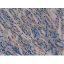 Lactoferrin (LTF) Antibody