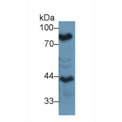 Lactoferrin (LTF) Antibody