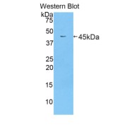 Western blot analysis of recombinant Mouse LTF Protein.