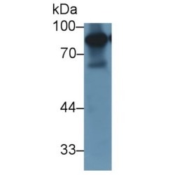 Lactoferrin (LTF) Antibody