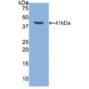 Western blot analysis of recombinant Dog LTF.