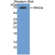 Western blot analysis of recombinant Pig LTF.