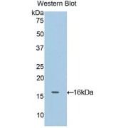 Western blot analysis of the recombinant protein.