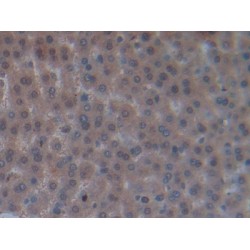 Oncomodulin (OCM) Antibody