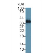 Western blot analysis of Human Lung lysate, using Human OGN Antibody (1 µg/ml) and HRP-conjugated Goat Anti-Rabbit antibody (<a href="https://www.abbexa.com/index.php?route=product/search&amp;search=abx400043" target="_blank">abx400043</a>, 0.2 µg/ml).