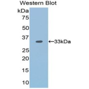 Western blot analysis of the recombinant protein.