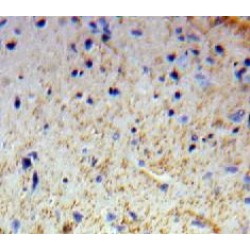 Otubain 1 (OTUB1) Antibody