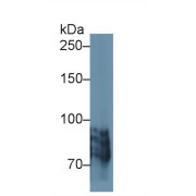 Western blot analysis of Human BXPC3 cell lysate, using Human POSTN Antibody (1 µg/ml) and HRP-conjugated Goat Anti-Rabbit antibody (<a href="https://www.abbexa.com/index.php?route=product/search&amp;search=abx400043" target="_blank">abx400043</a>, 0.2 µg/ml).