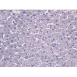 Plasminogen (PLG) Antibody