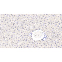 Plasminogen (PLG) Antibody